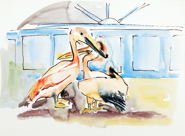 Pelikanen op Kreta