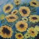 Zonnebloemen